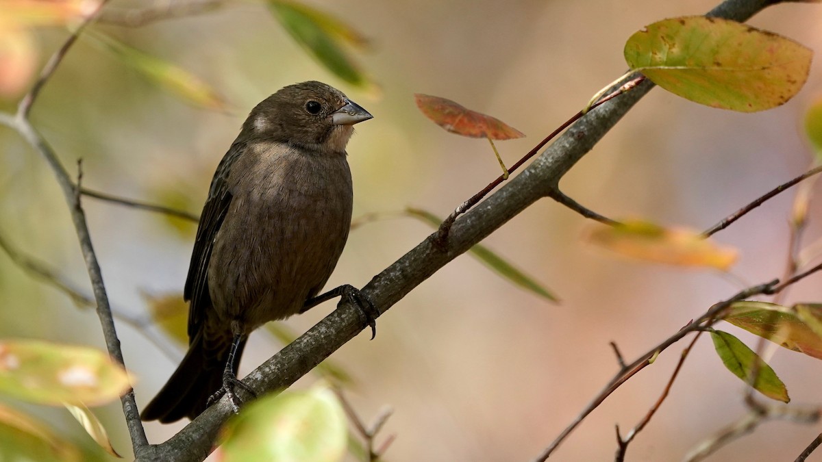 Braunkopf-Kuhstärling - ML644669759