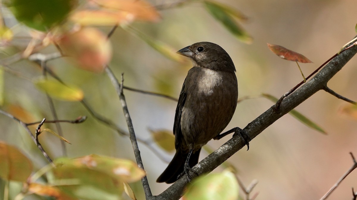 Braunkopf-Kuhstärling - ML644669761