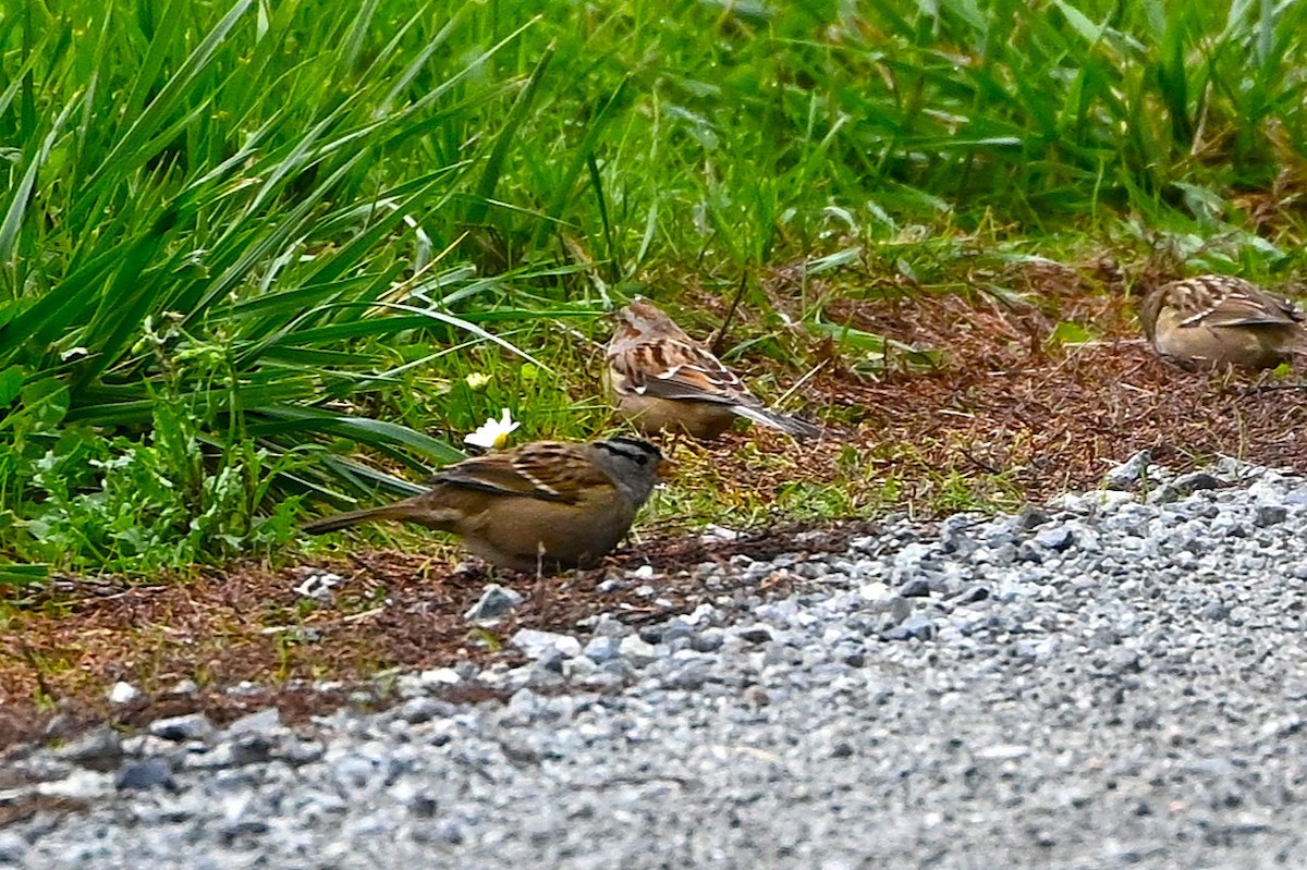 American Tree Sparrow - ML644669762
