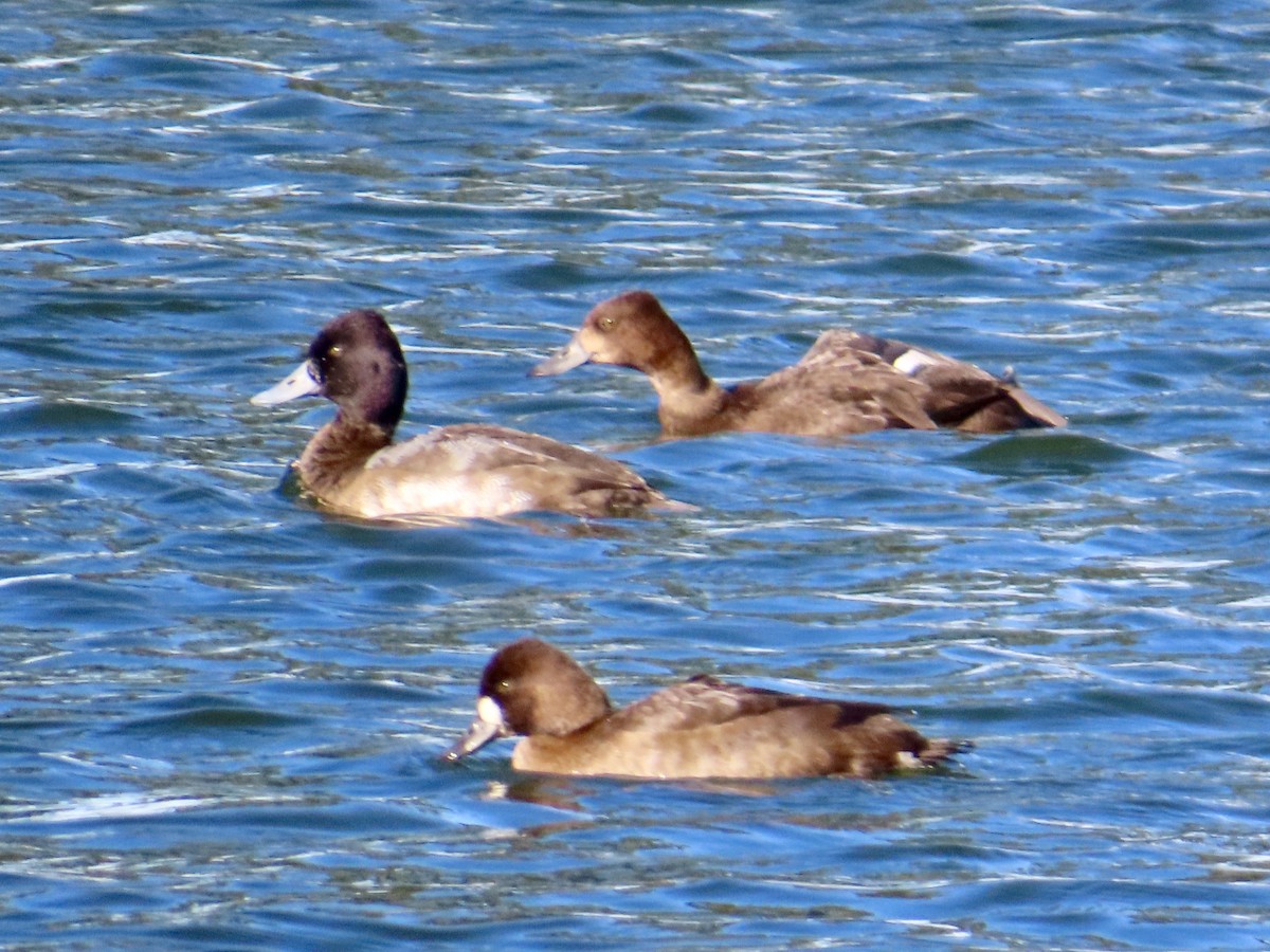 コスズガモ - ML644669764