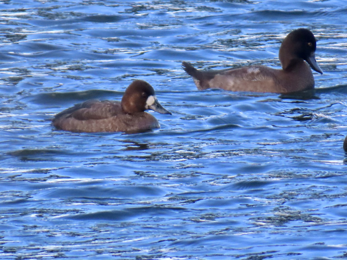 コスズガモ - ML644669765