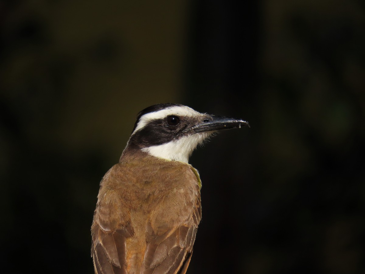 Great Kiskadee - ML644669767