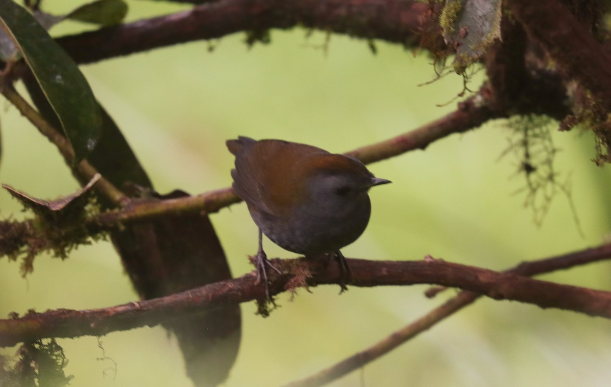 Wrenthrush - ML644669769