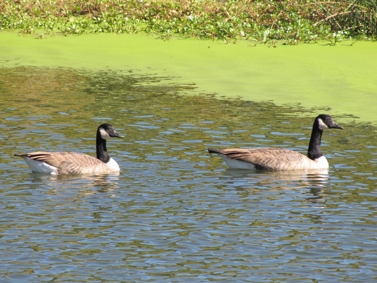 Canada Goose - ML644669770