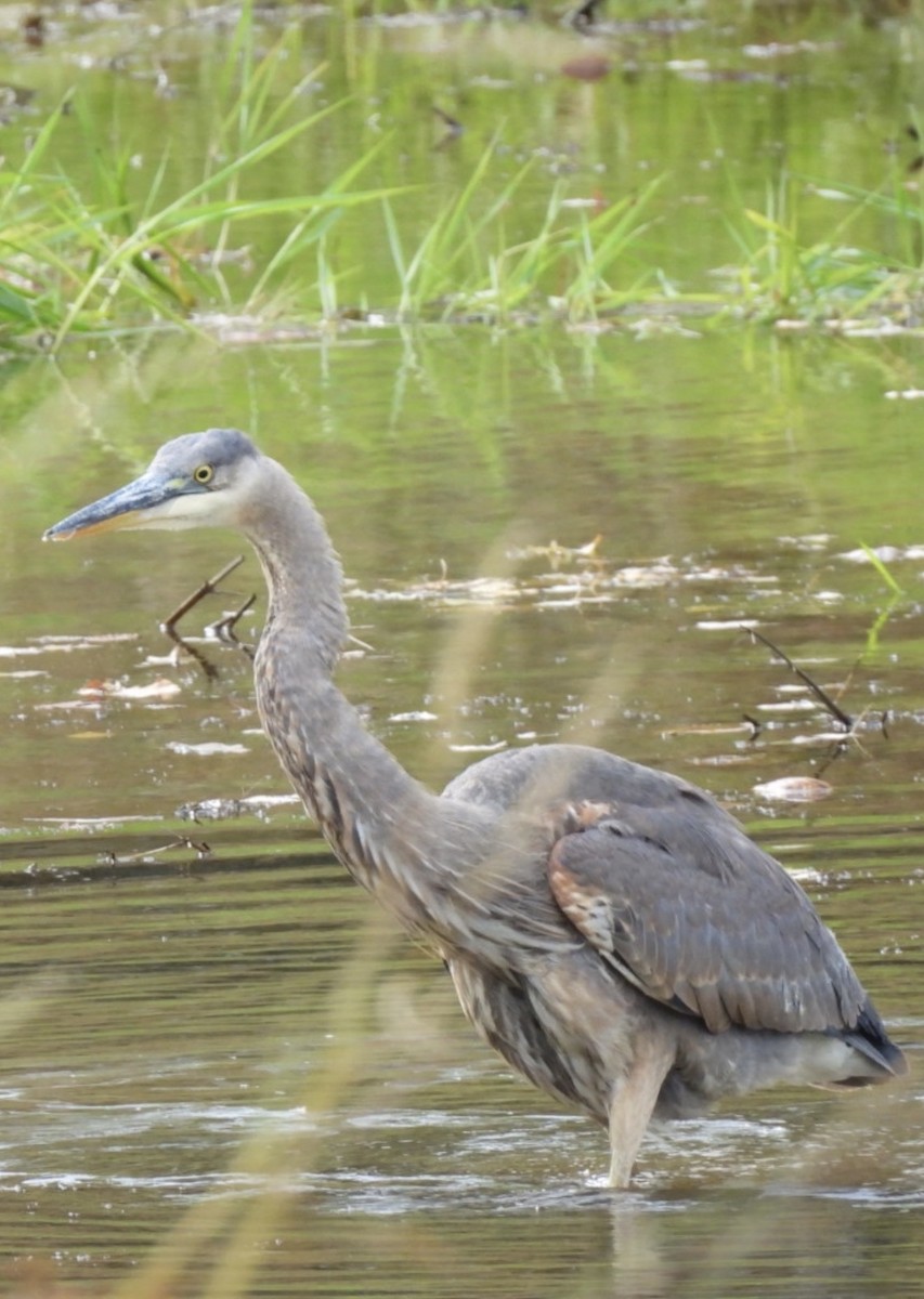 volavka velká - ML644669779