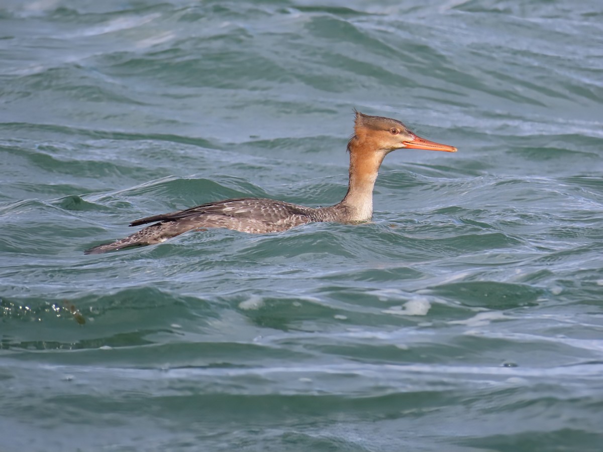 Red-breasted Merganser - ML644669788