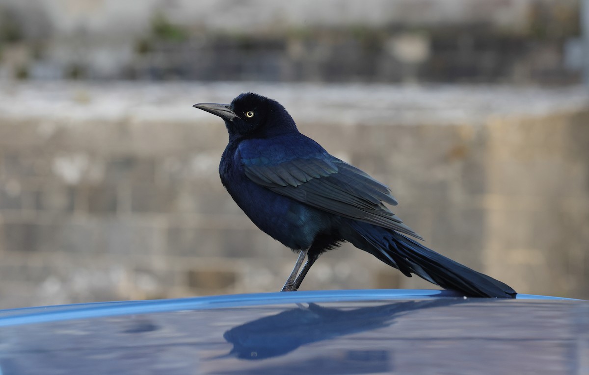 Boat-tailed Grackle - ML644669790