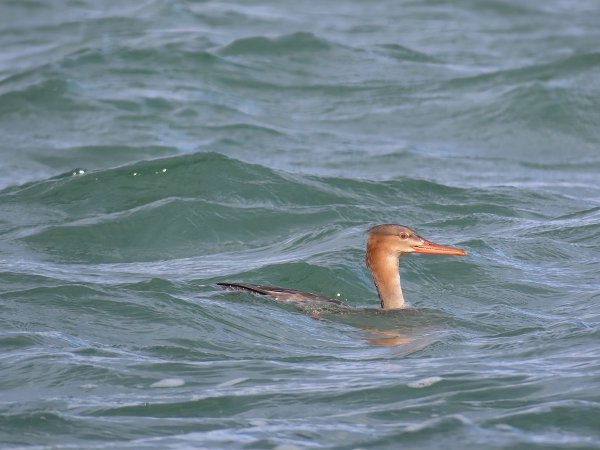 Red-breasted Merganser - ML644669792