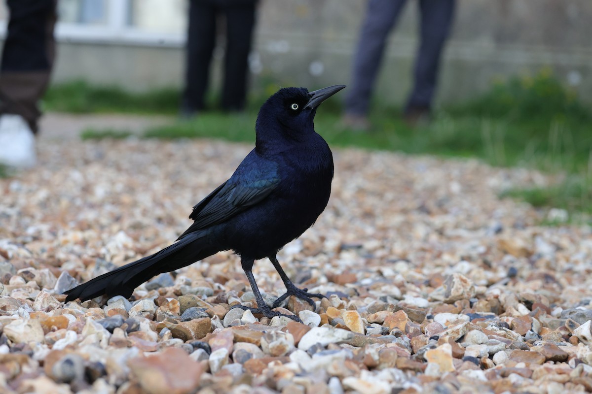 Boat-tailed Grackle - ML644669803