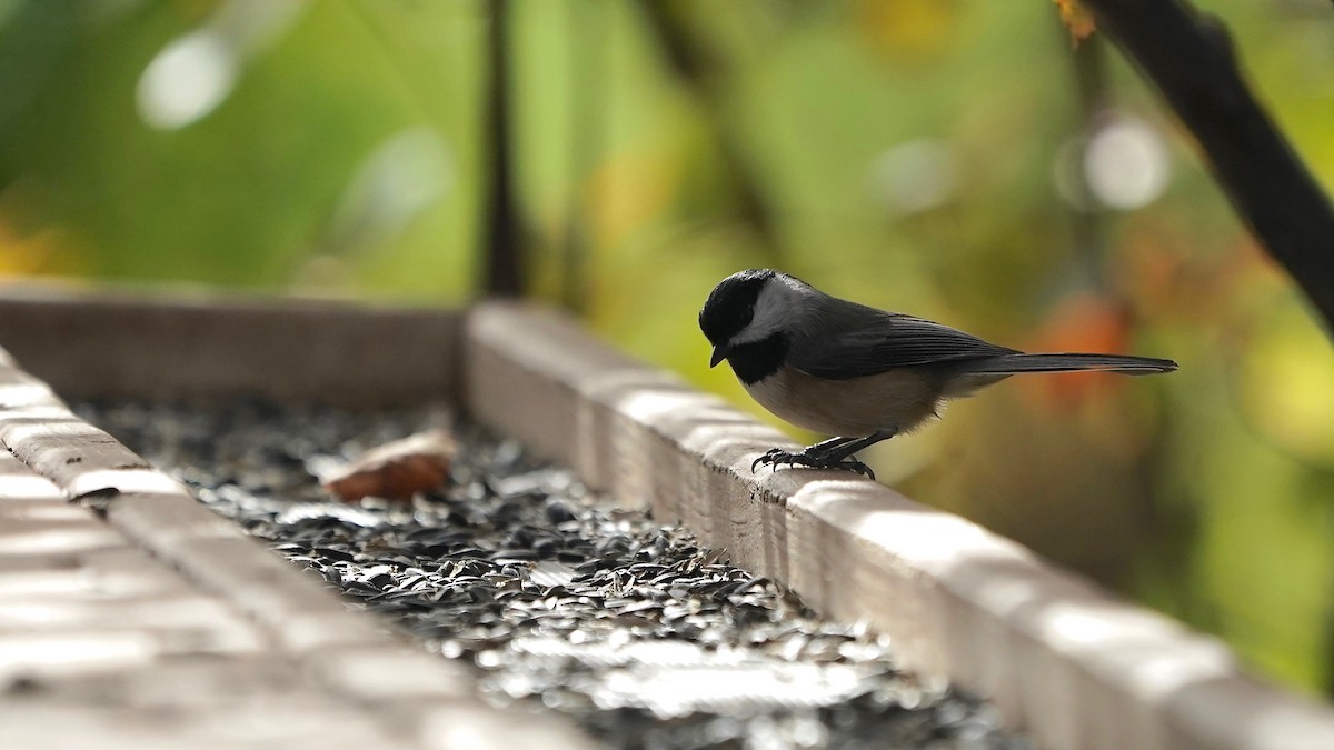 Carolina Chickadee - ML644669805