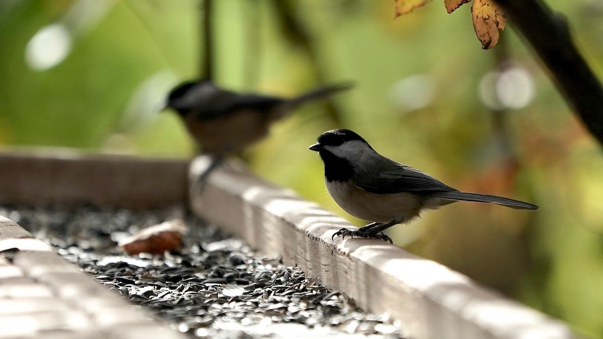 Carolina Chickadee - ML644669807