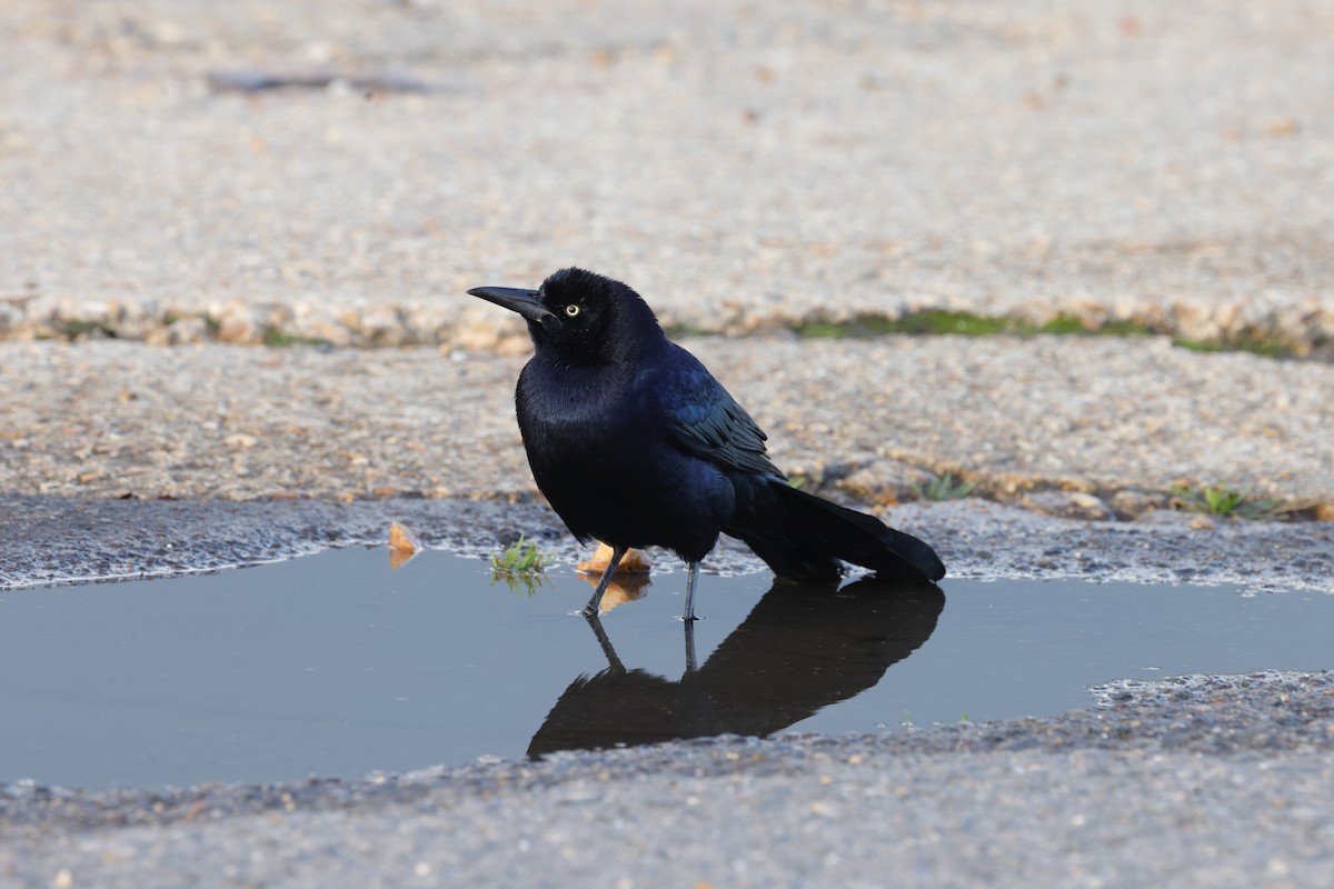 Boat-tailed Grackle - ML644669808