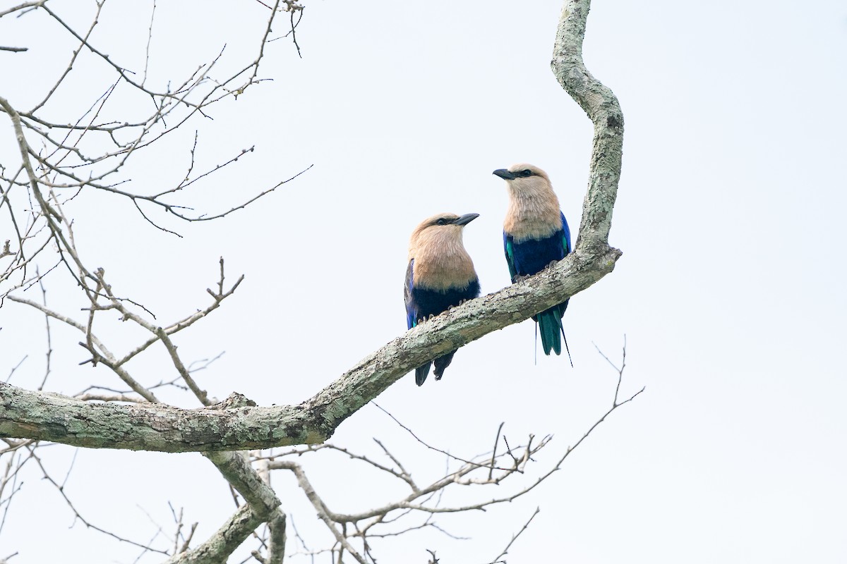 mandelík modrobřichý - ML644669811