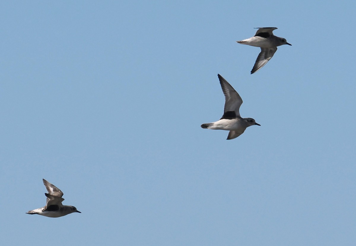Black-bellied Plover - ML644669817