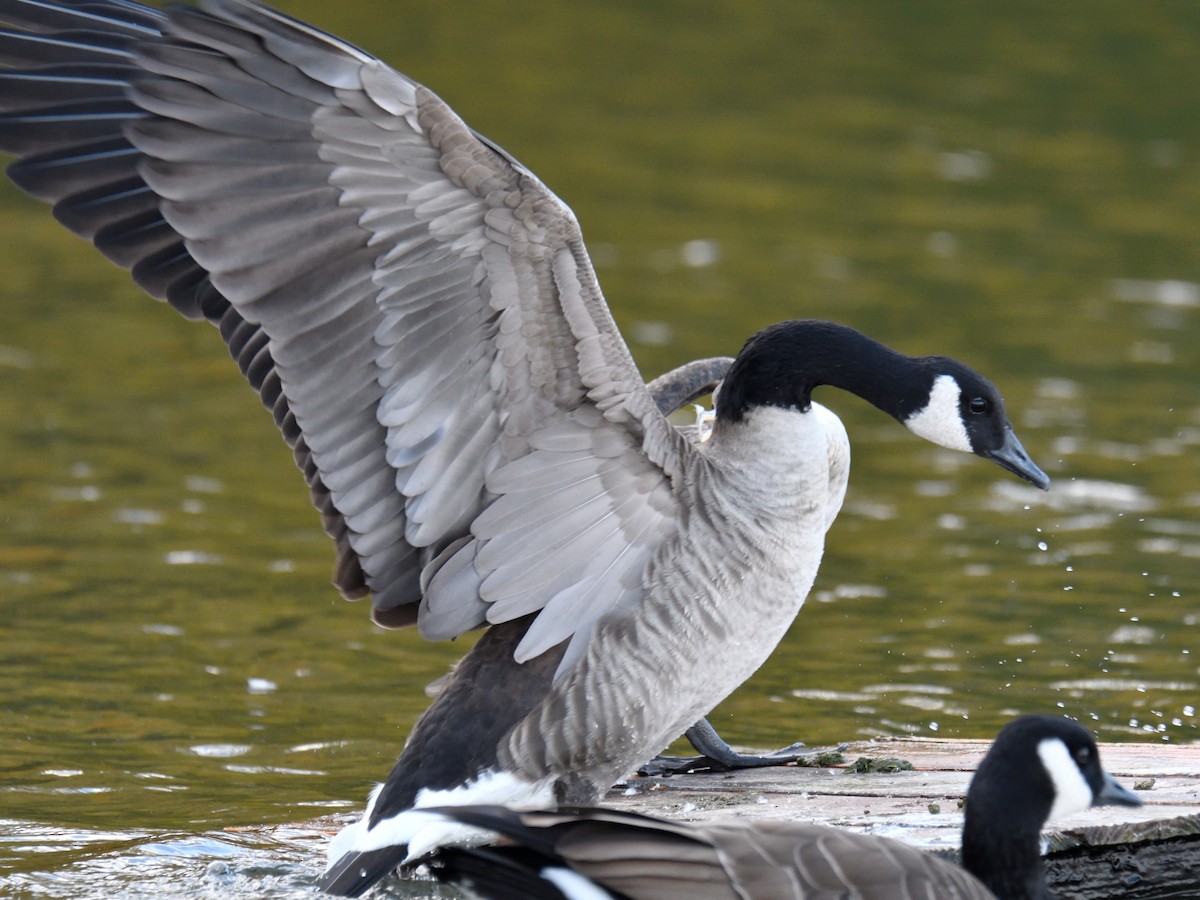 Canada Goose - ML644669829