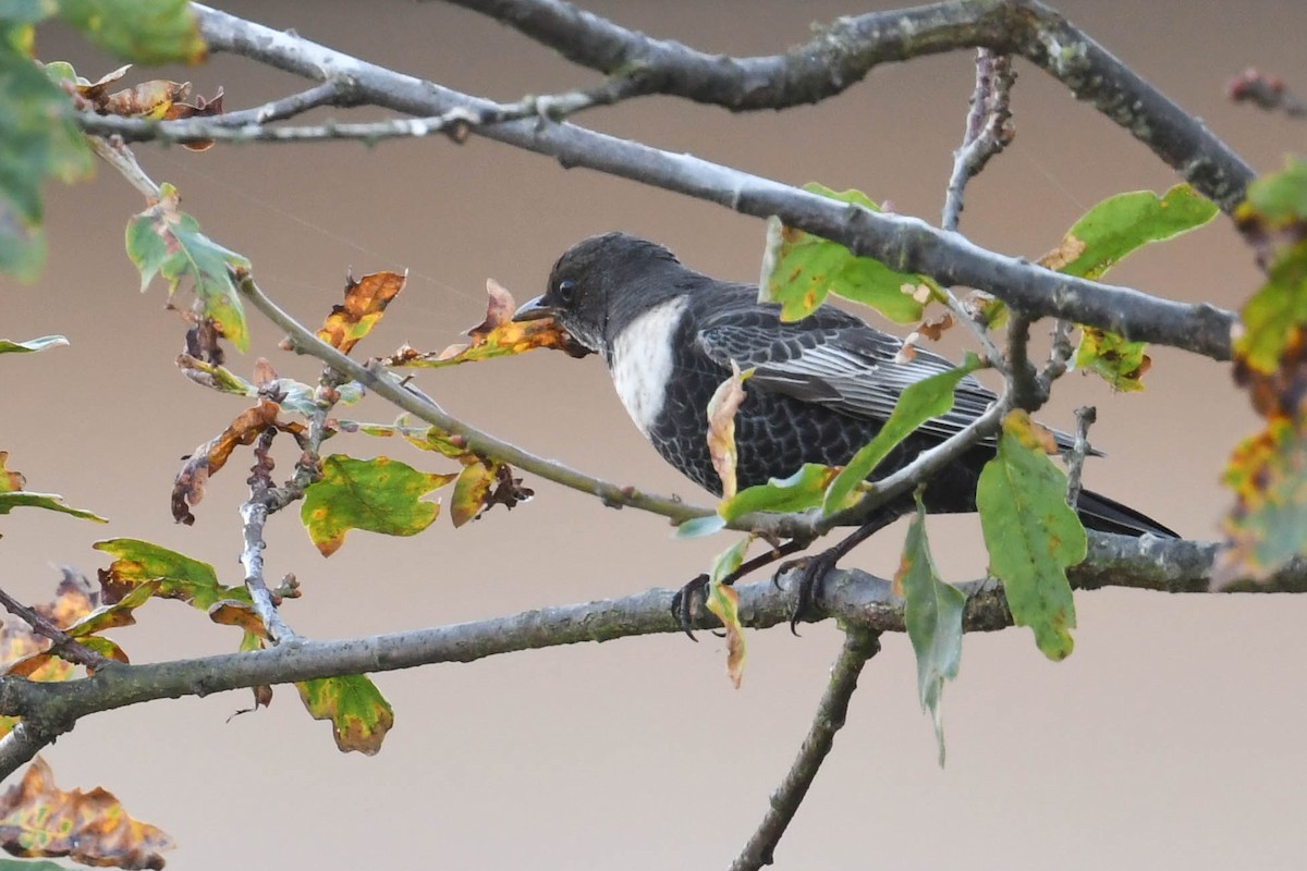 Ring Ouzel - ML644669830