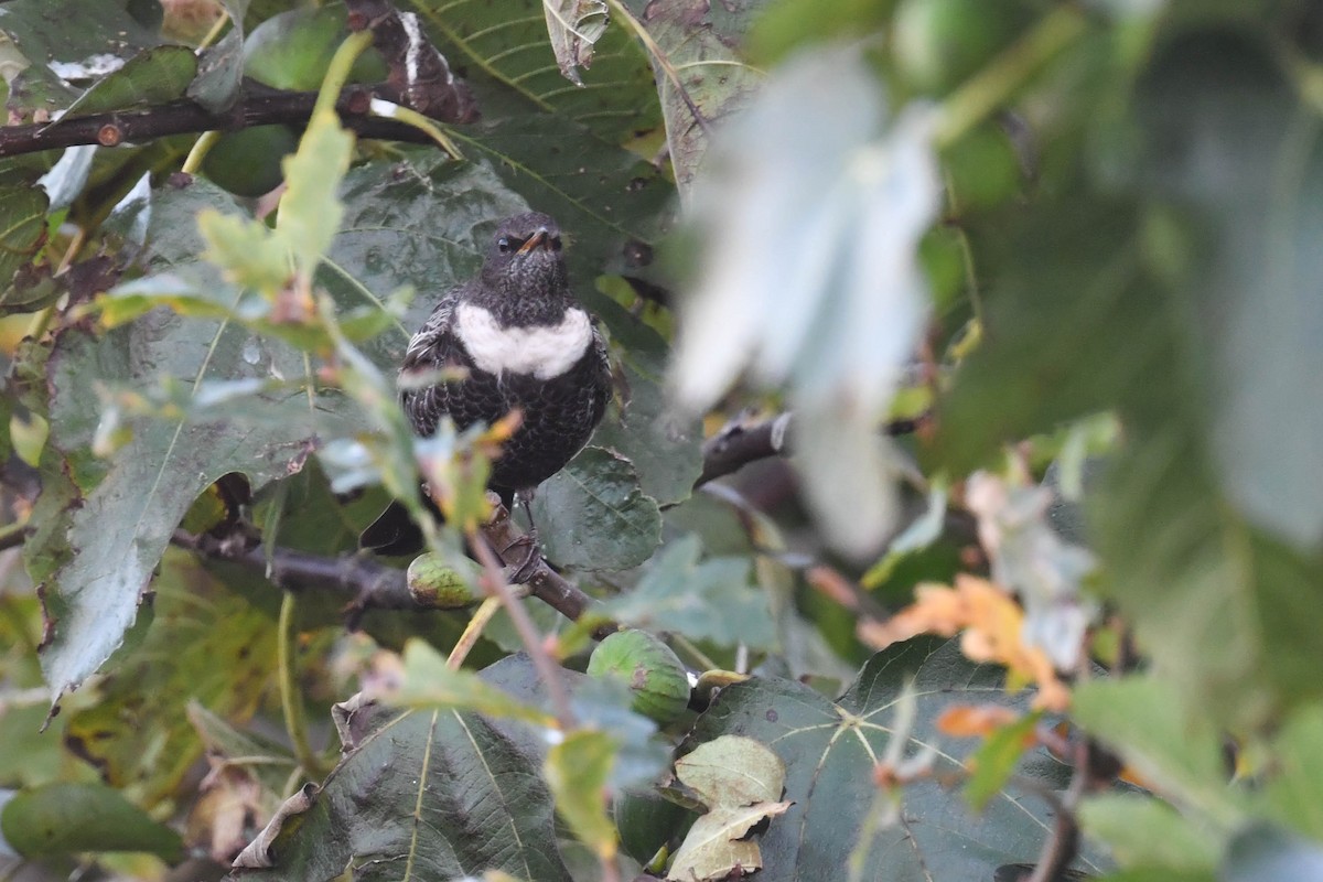 Ring Ouzel - ML644669831