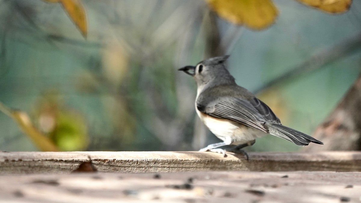 gråduskmeis - ML644669833