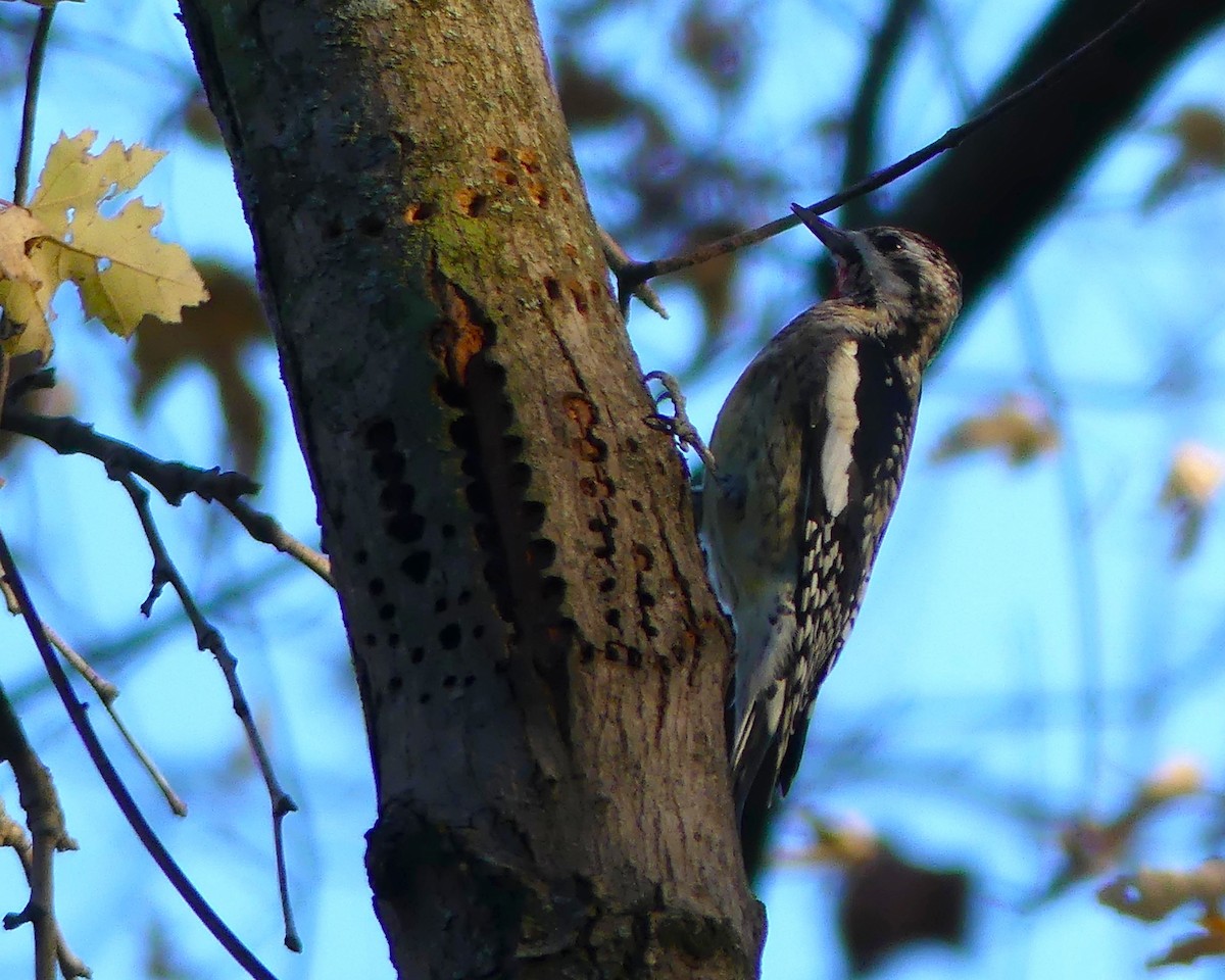 Yellow-bellied Sapsucker - ML644669836