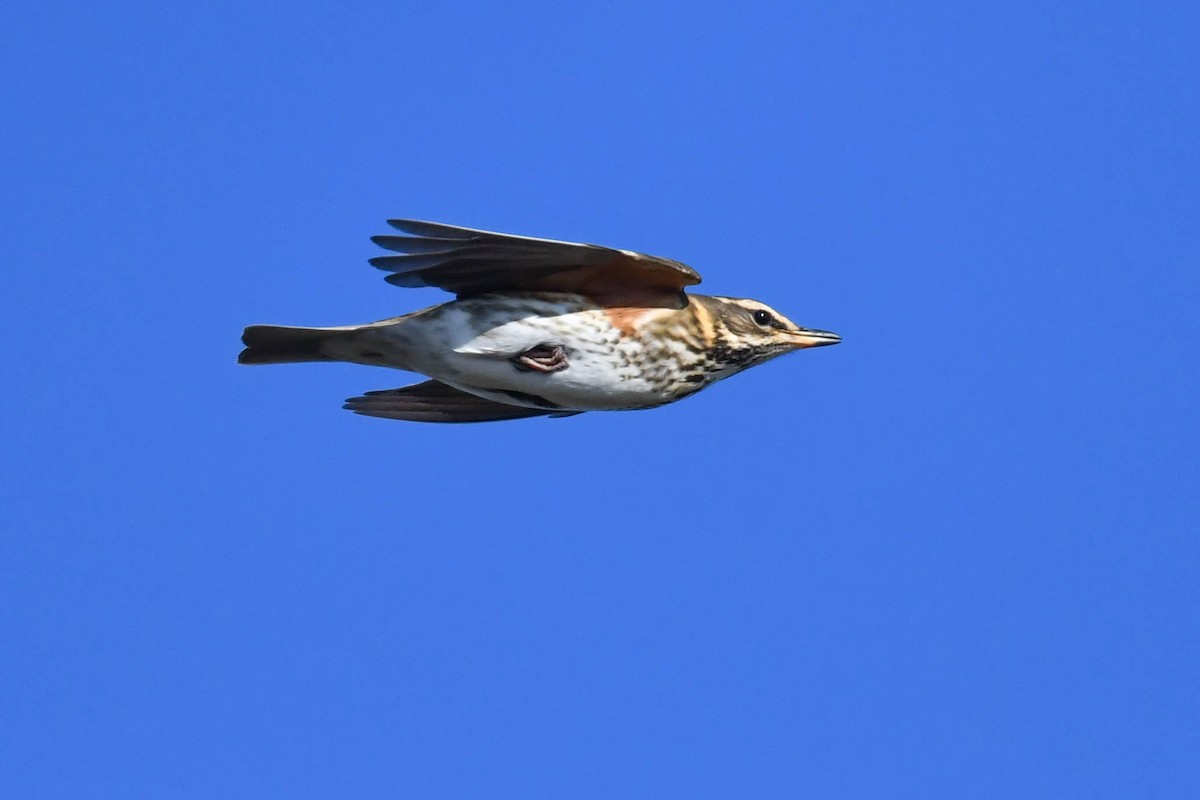 Цагаан хөмсөгт хөөндэй - ML644669837