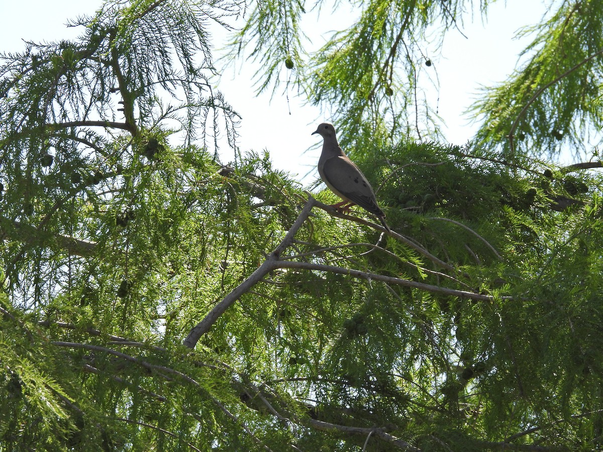 hrdlička černouchá - ML644669838