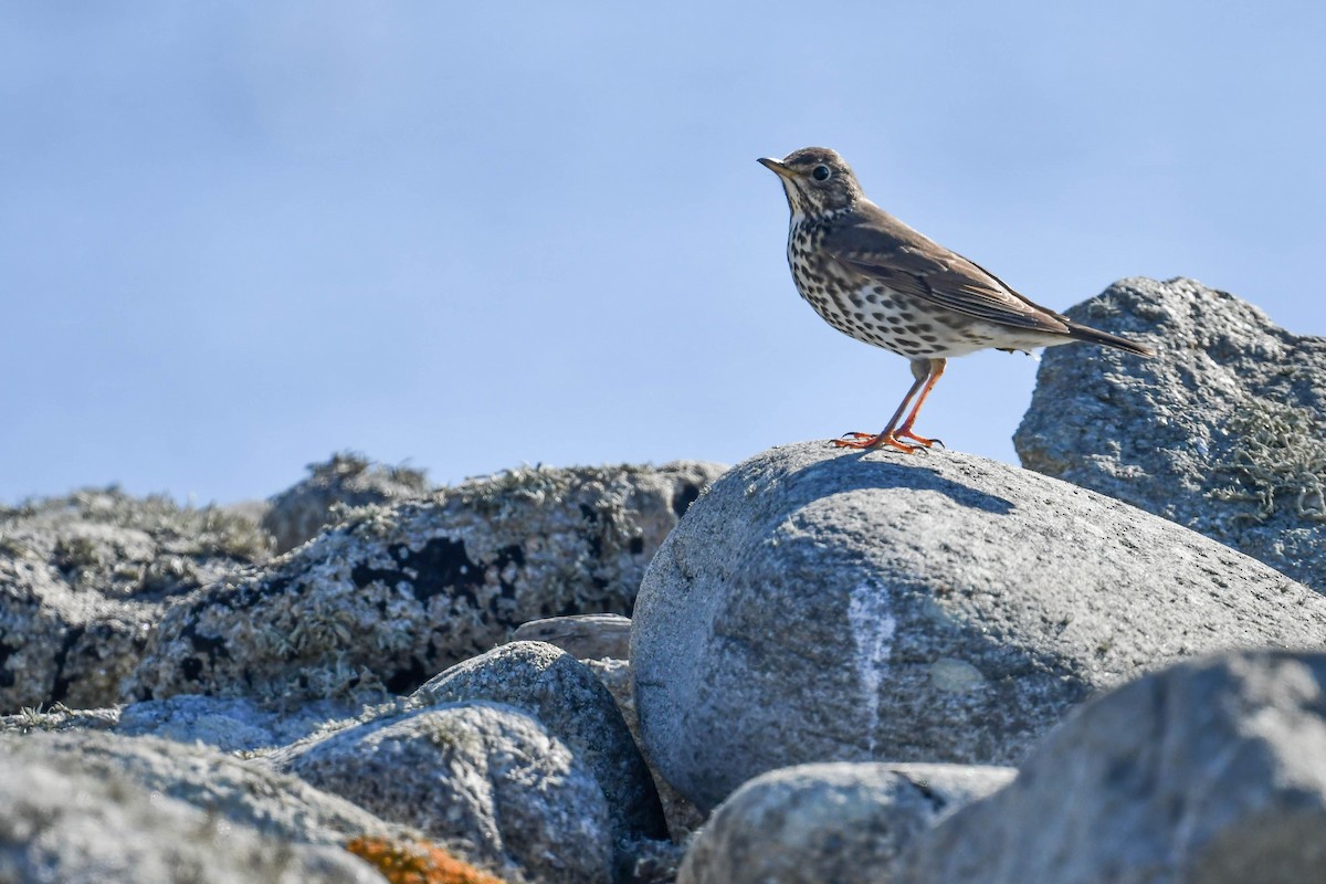 Song Thrush - ML644669841