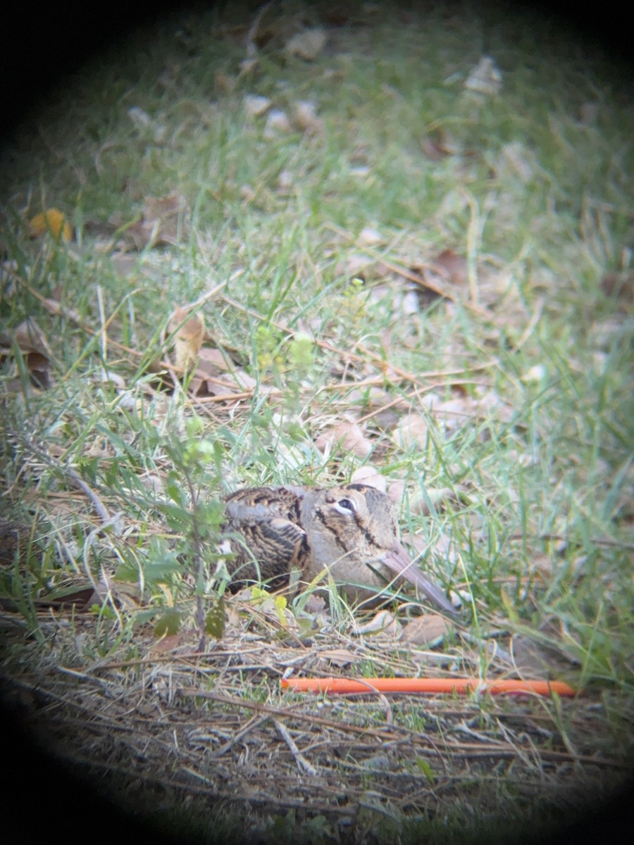 American Woodcock - ML644669842