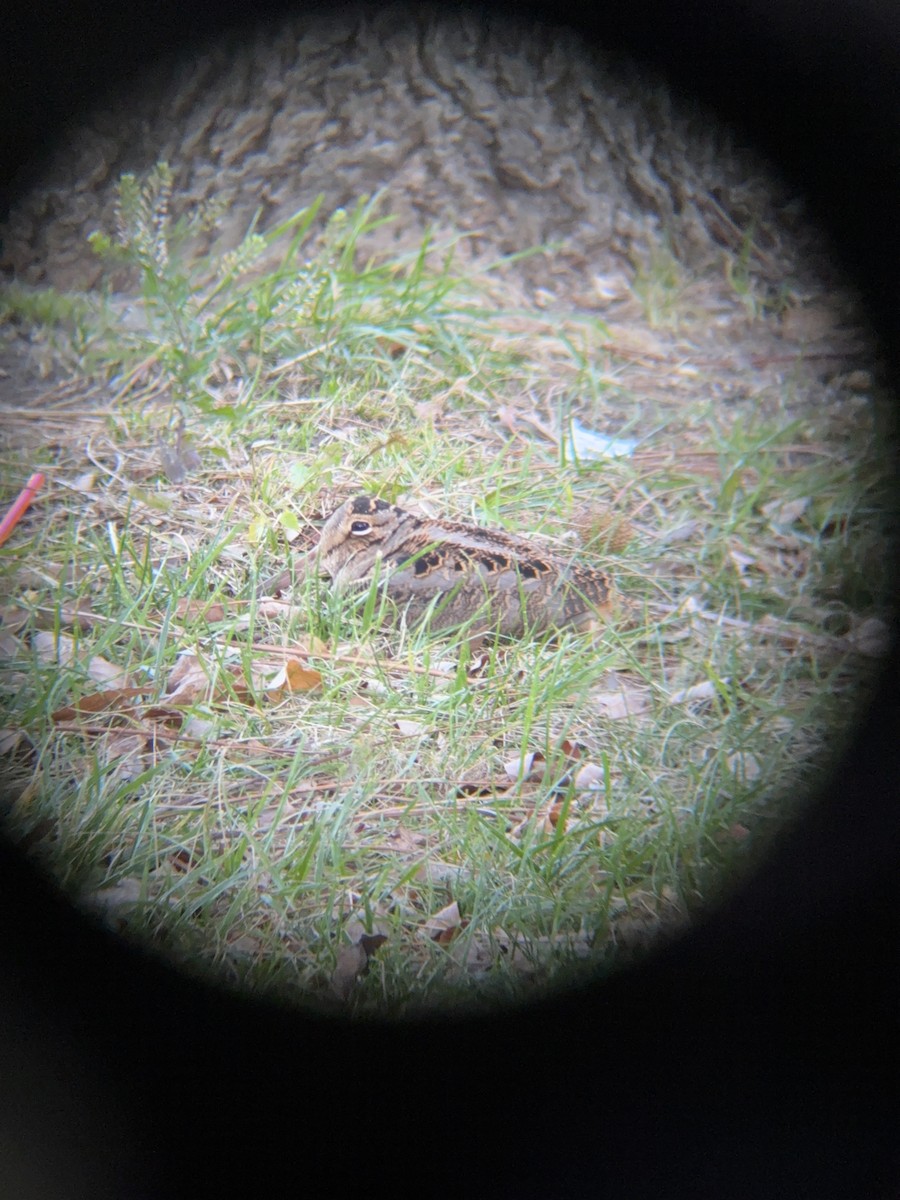 American Woodcock - ML644669843
