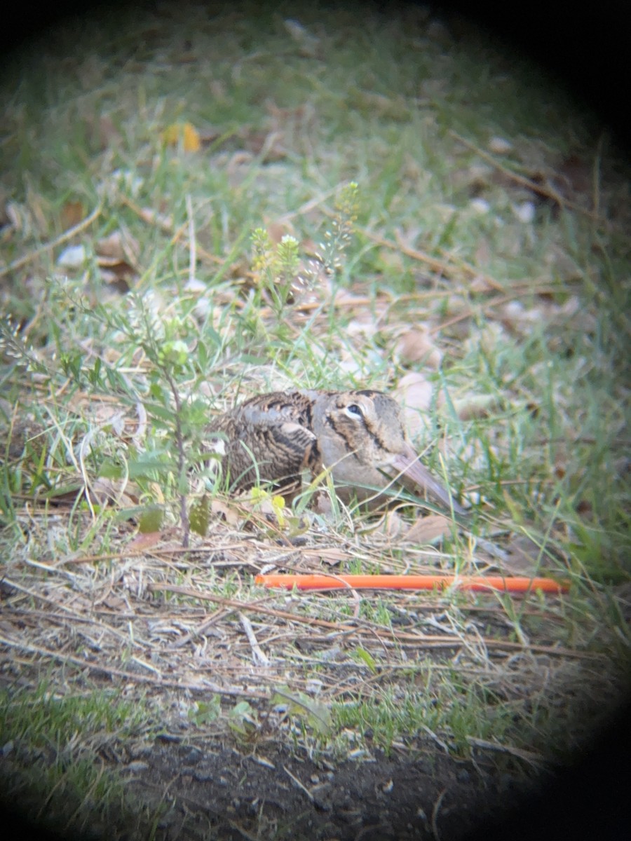 American Woodcock - ML644669844