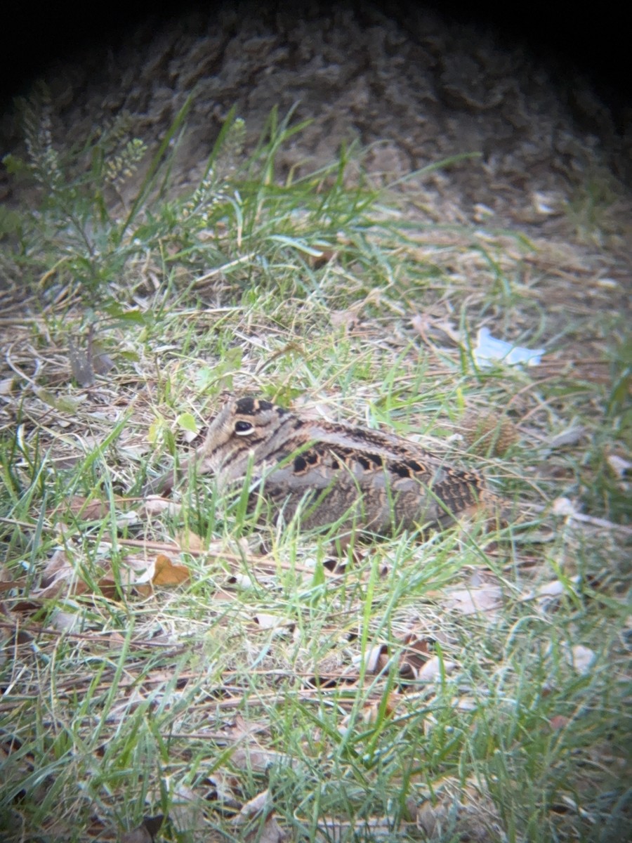 American Woodcock - ML644669845