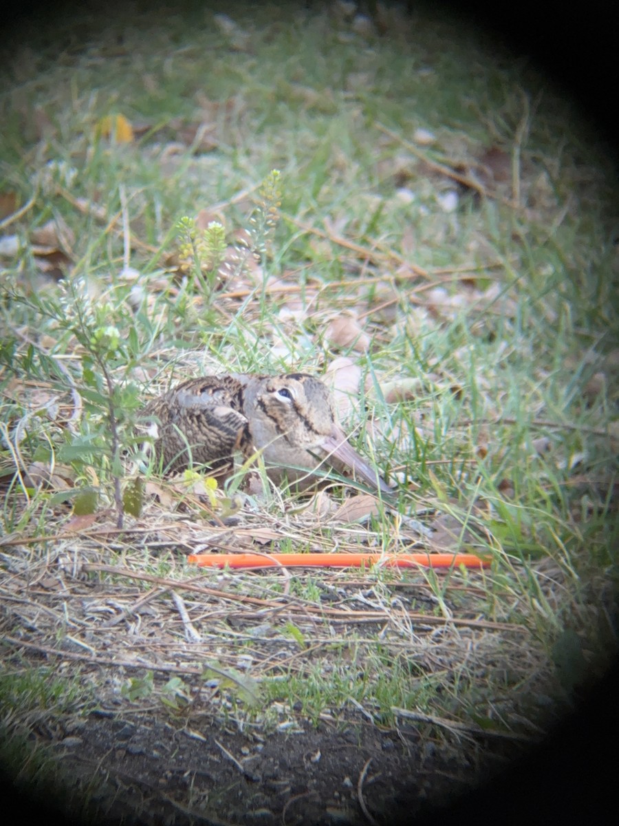 American Woodcock - ML644669846