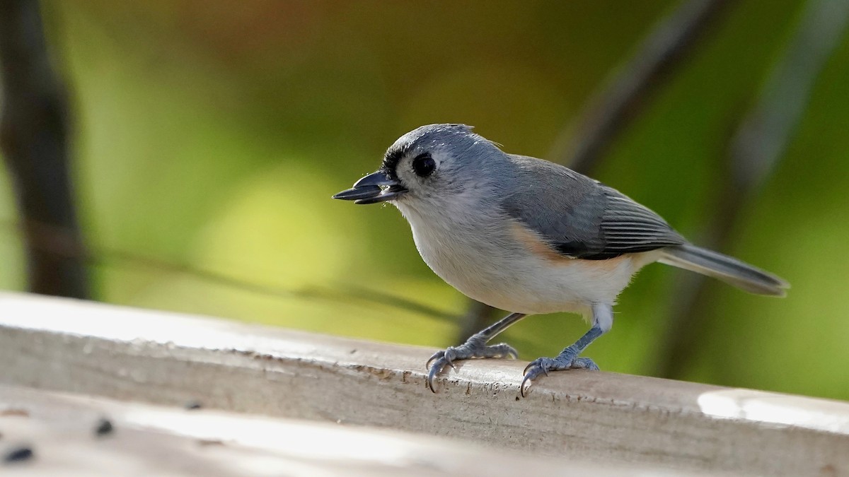 gråduskmeis - ML644669849