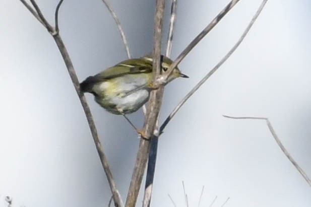Yellow-browed Warbler - ML644669851