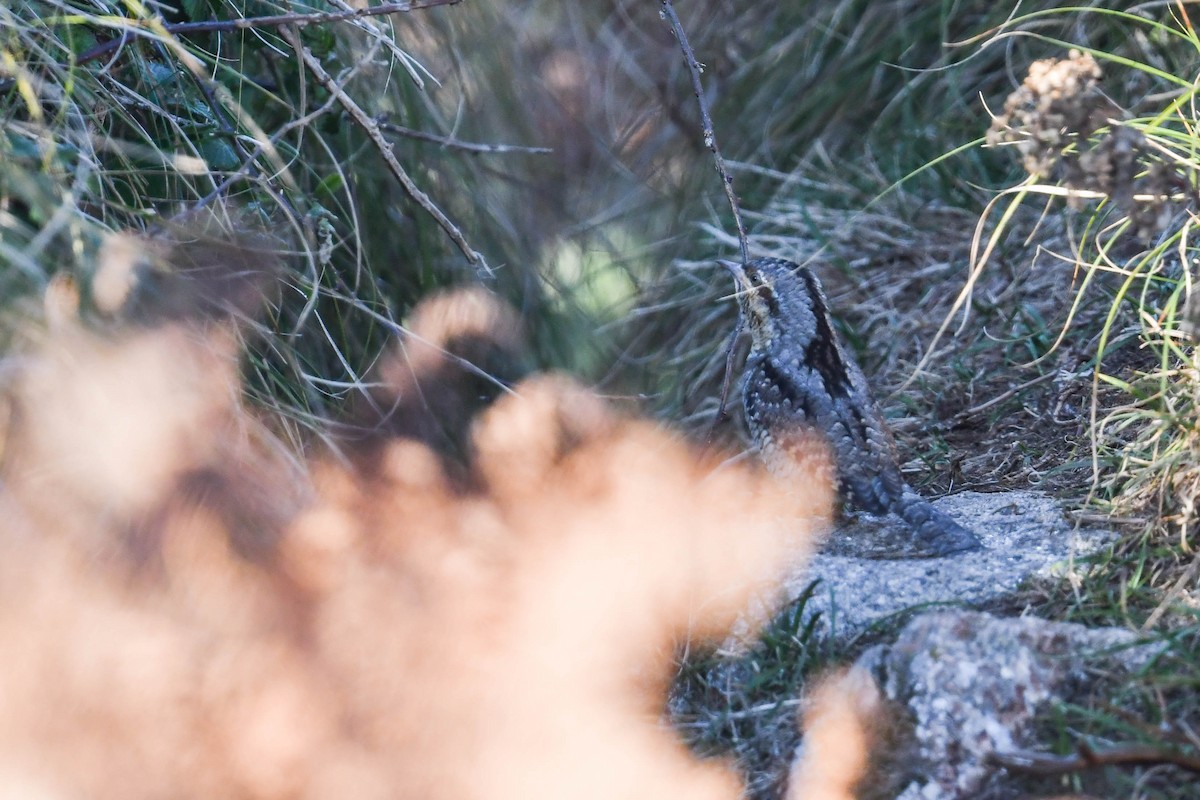 Eurasian Wryneck - ML644669858