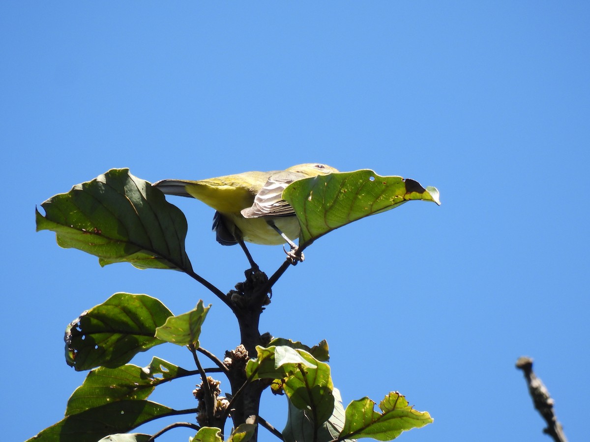 Western Tanager - ML644669862