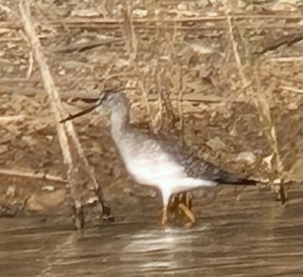 vodouš žlutonohý/velký - ML644669864