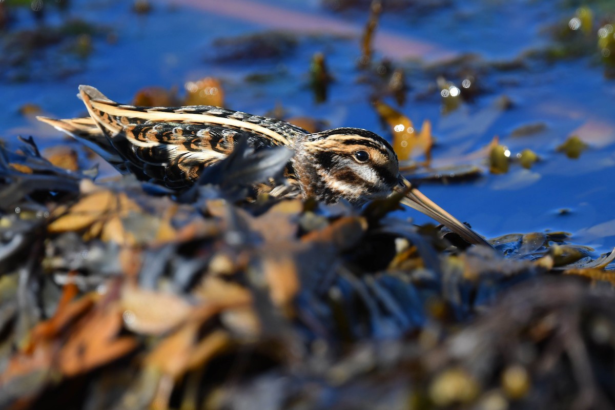 Agachadiza Chica - ML644669875