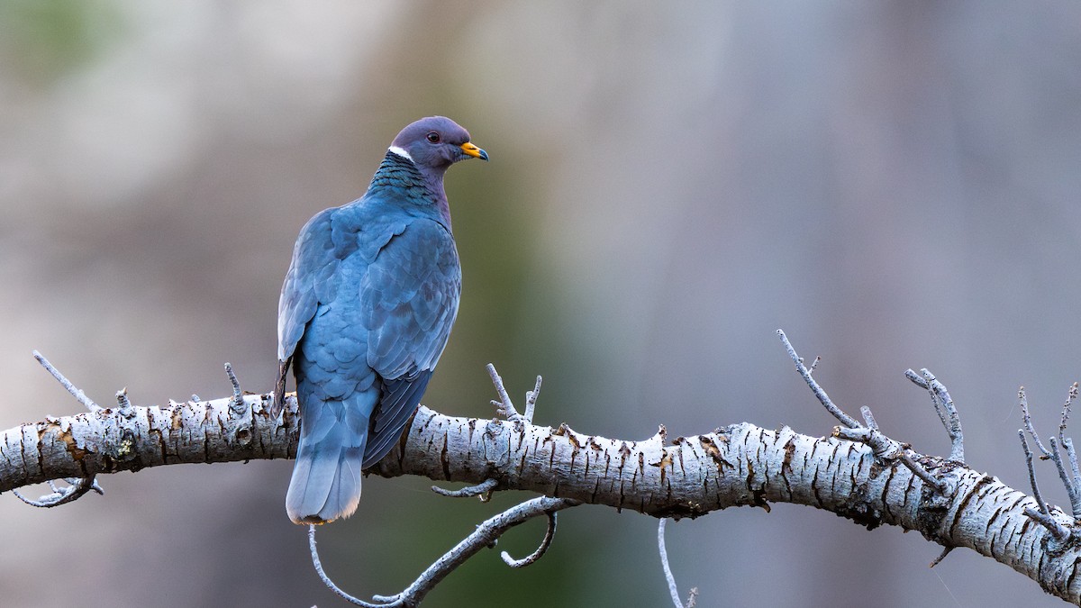 Pigeon à queue barrée - ML644669877