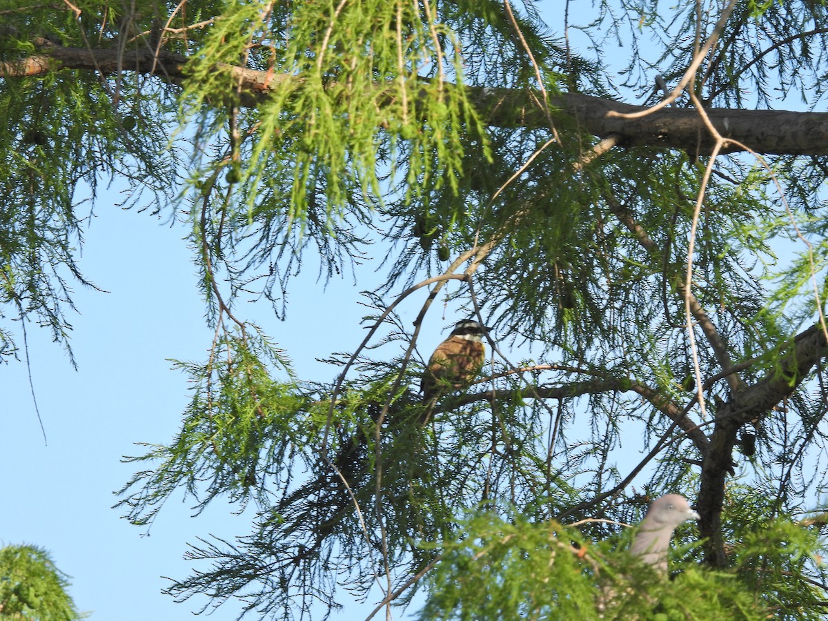 Great Kiskadee - ML644669878