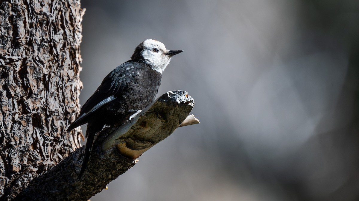 White-headed Woodpecker - ML644669885