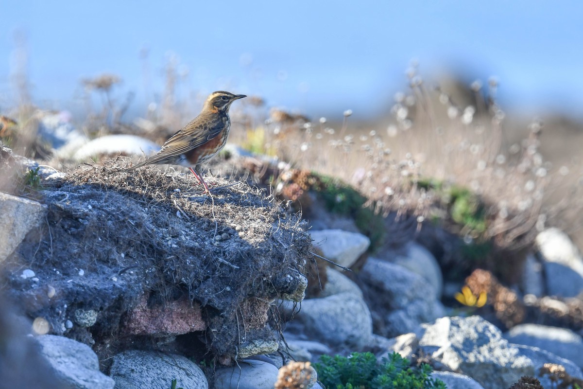 Цагаан хөмсөгт хөөндэй - ML644669887