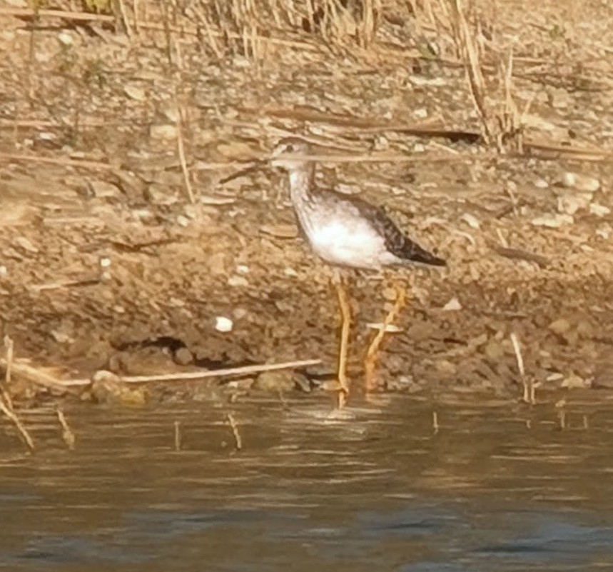 vodouš žlutonohý/velký - ML644669889