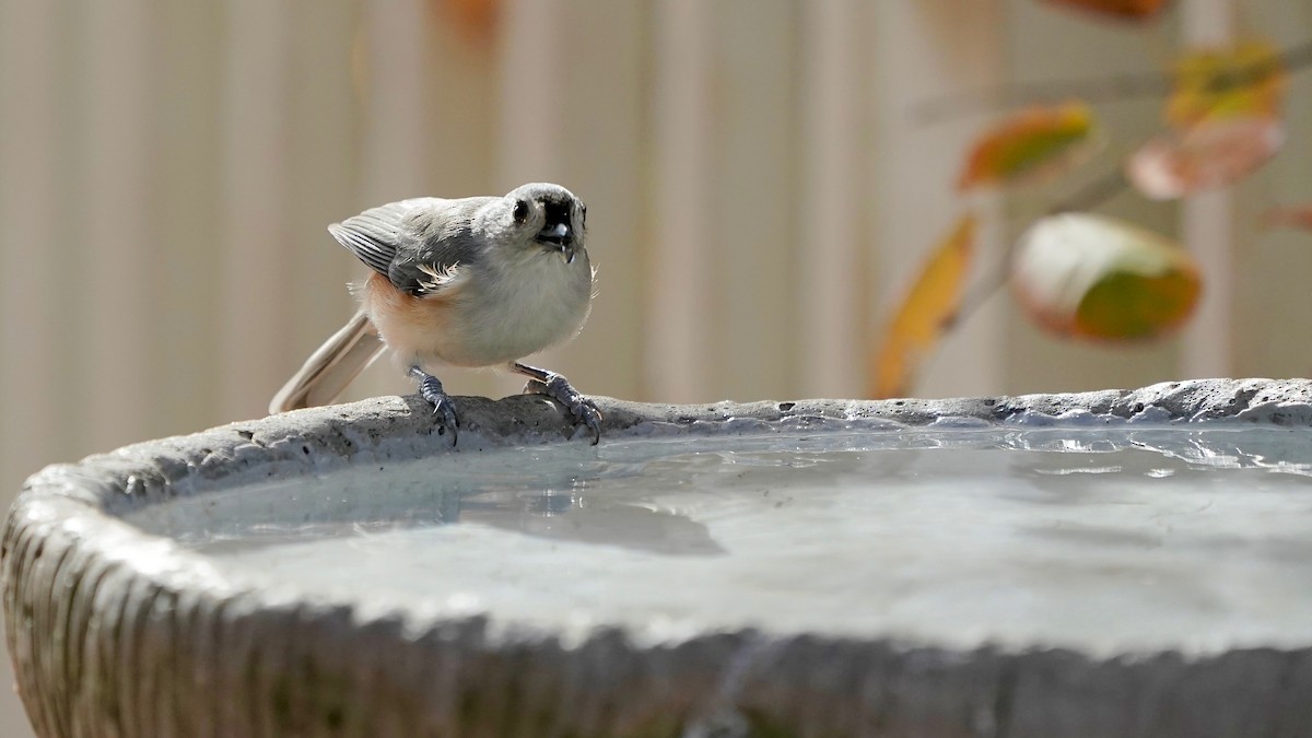 gråduskmeis - ML644669900