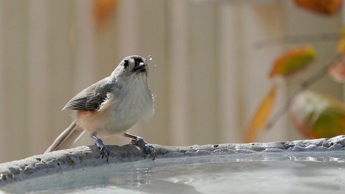 gråduskmeis - ML644669901