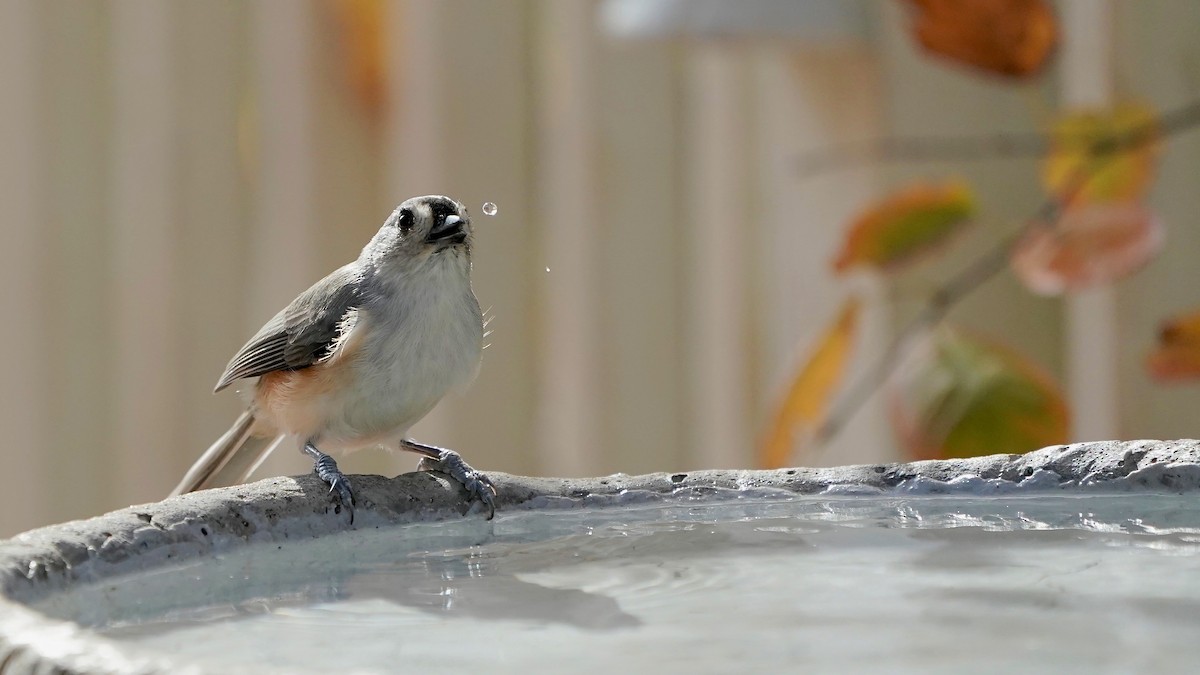 gråduskmeis - ML644669906