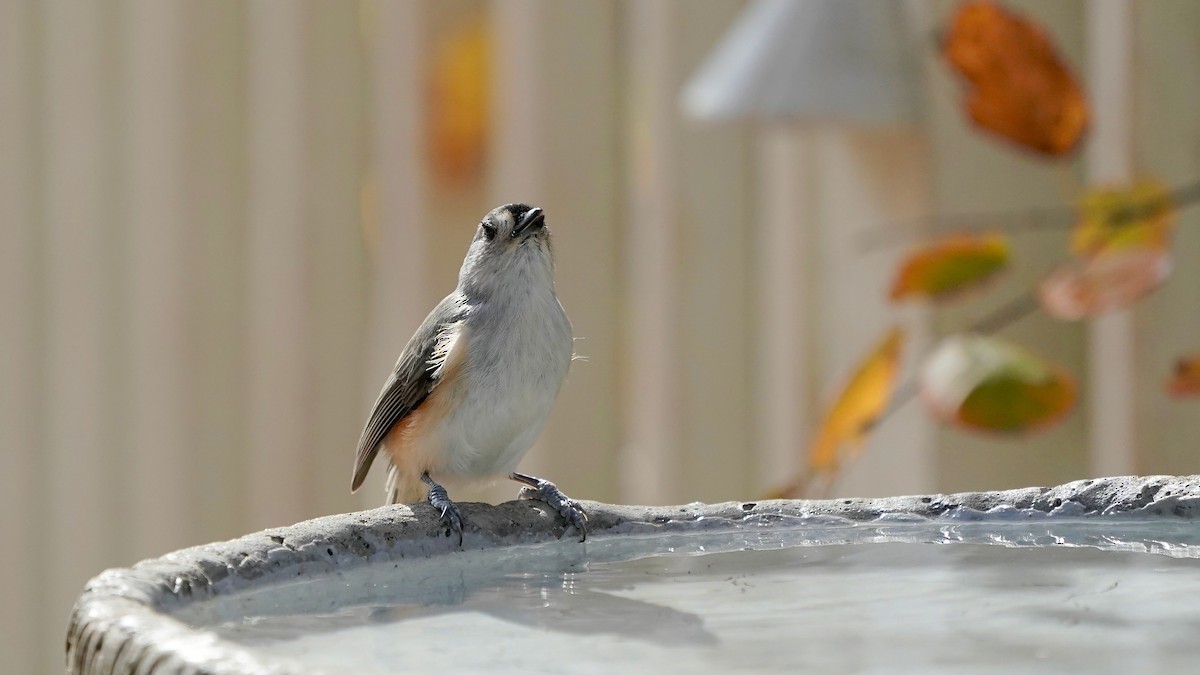 gråduskmeis - ML644669907