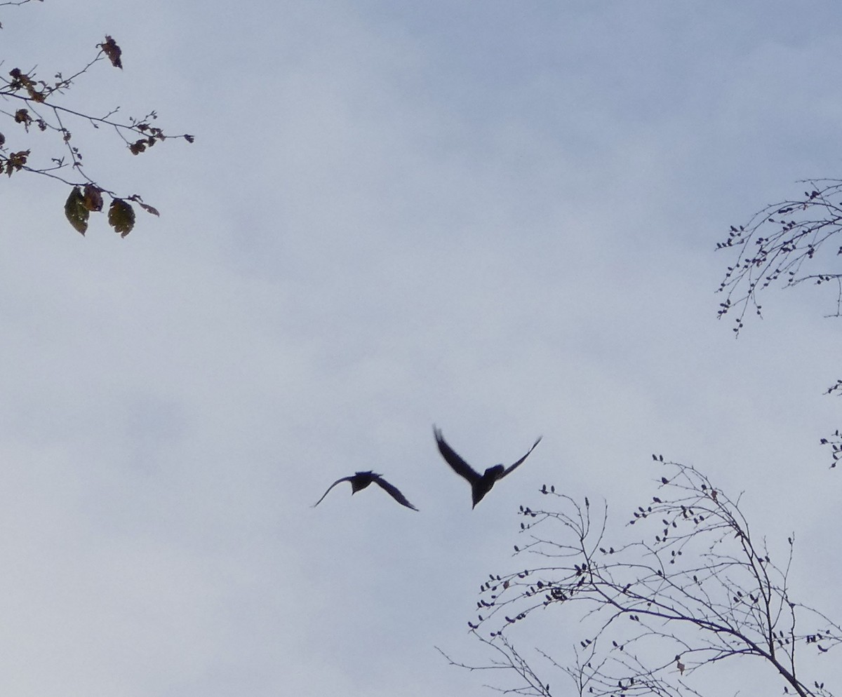 Крук звичайний - ML644669911