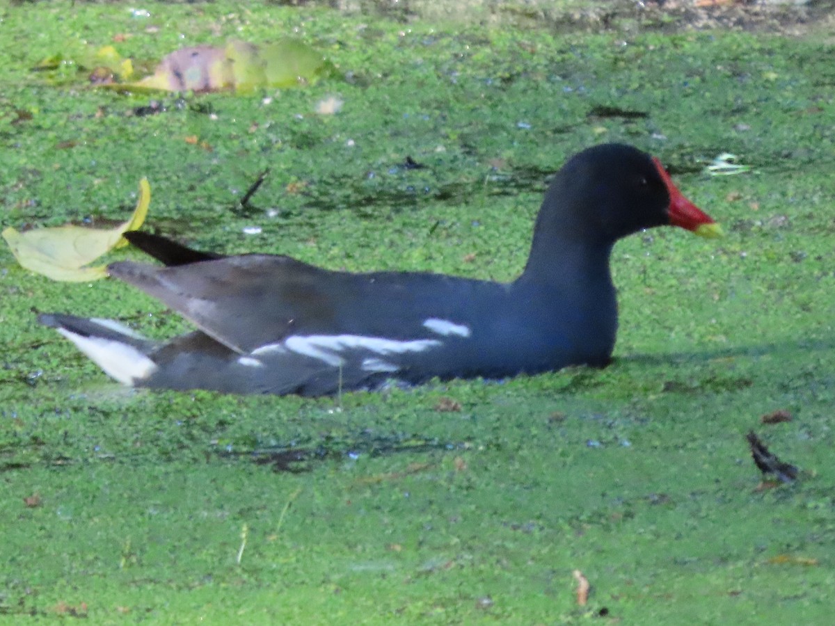 Eurasian Moorhen - ML644669915