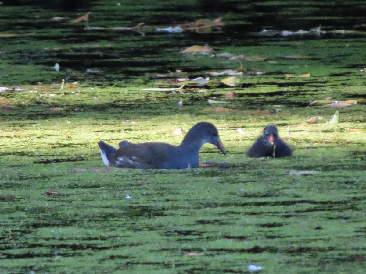 Eurasian Moorhen - ML644669916