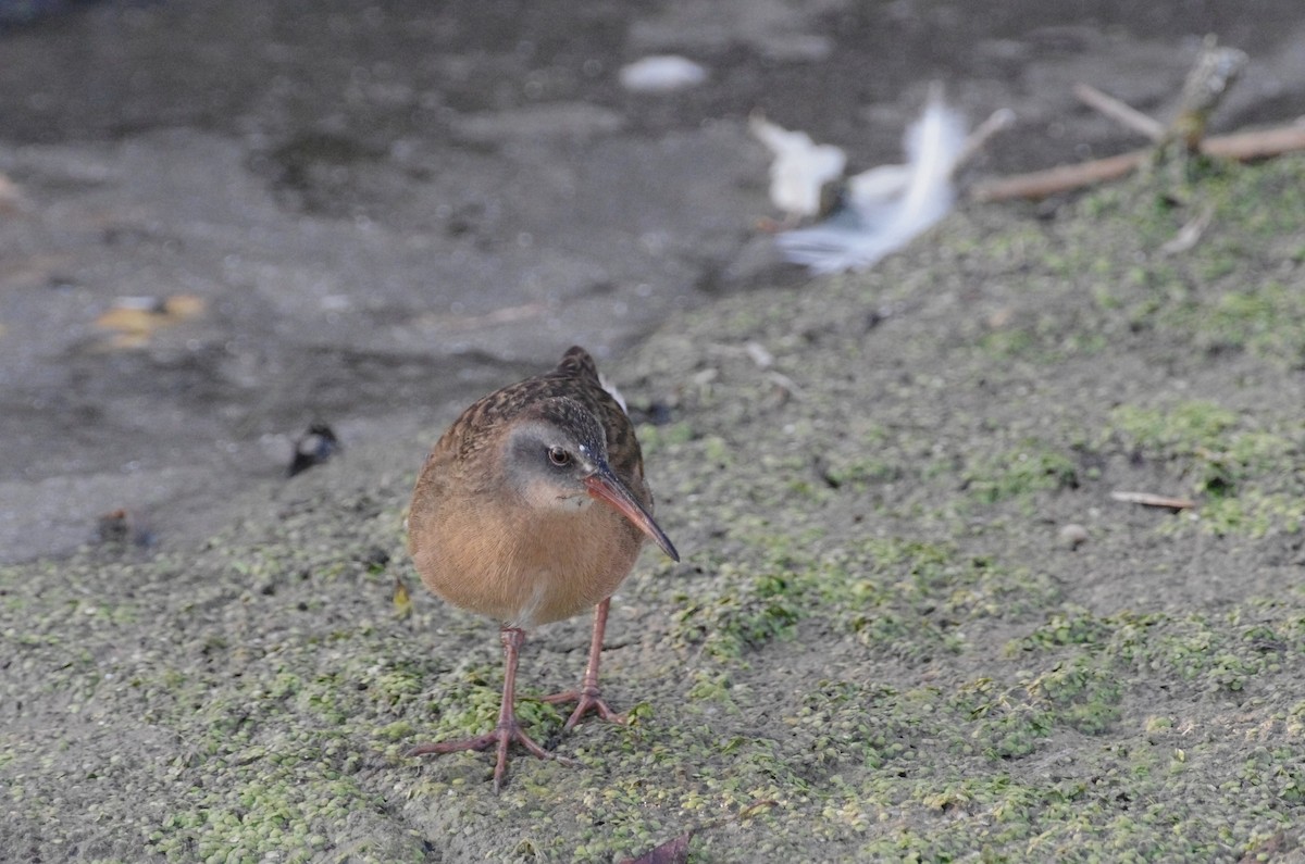 Пастушок віргінський - ML644669918